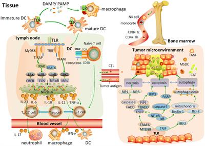 The Role of Toll-Like Receptor in Inflammation and Tumor Immunity